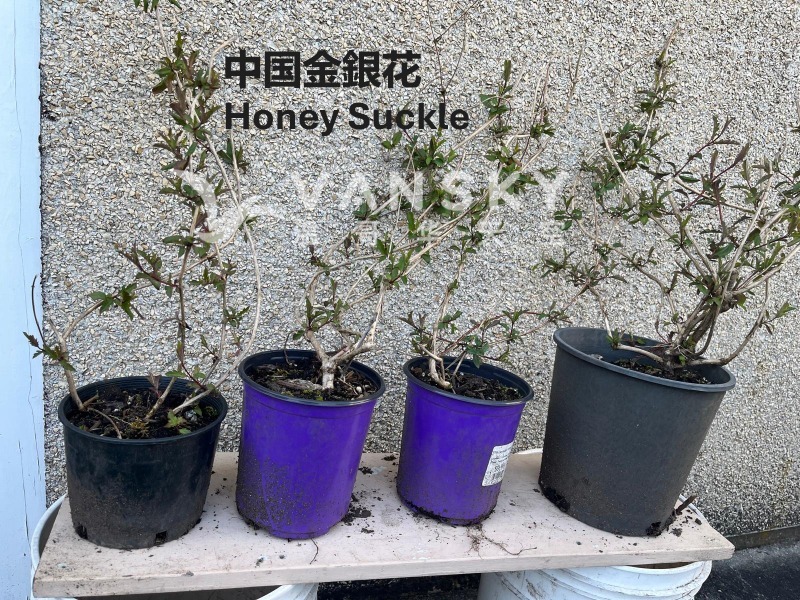260607235807_Honeysuckle 中國金銀花.JPG